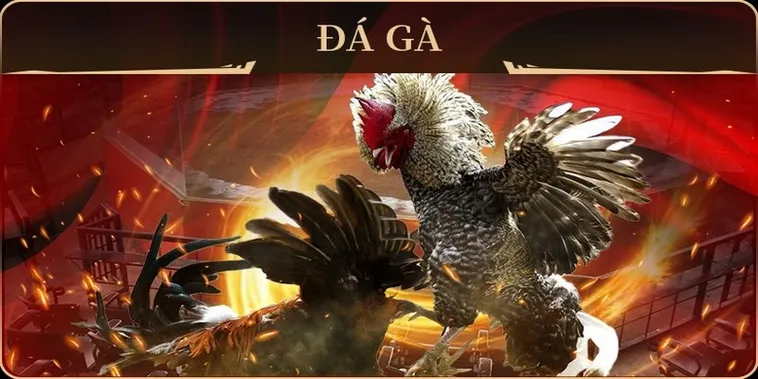 Cách Chơi Đá Gà GA28 Miso88 Đỉnh Cao Với Trận Đấu Kịch Tính 2025