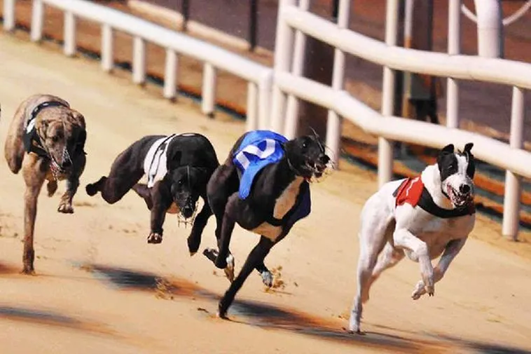 Cách Chơi Game Nhanh Đua Chó Tại Miso88 Dễ Thắng Trong Vài Phút