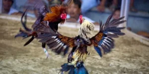 Cách Chơi Đá Gà Sabong Miso88 Kịch Tính Với Tỷ Lệ Thưởng Cao 2025