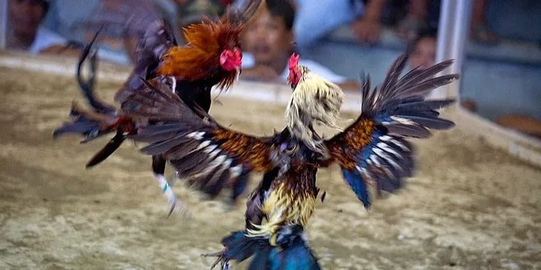 Cách Chơi Đá Gà Sabong Miso88 Kịch Tính Với Tỷ Lệ Thưởng Cao 2025